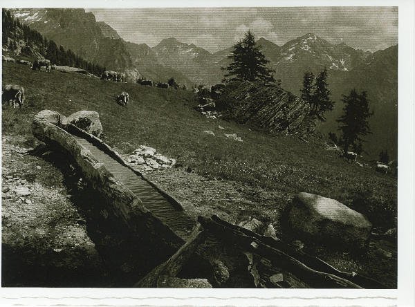 Mucche al pascolo presso l'alpe Campo